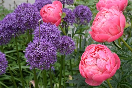 Image of alliums and peonies at Bellevue Botanical Garden -
